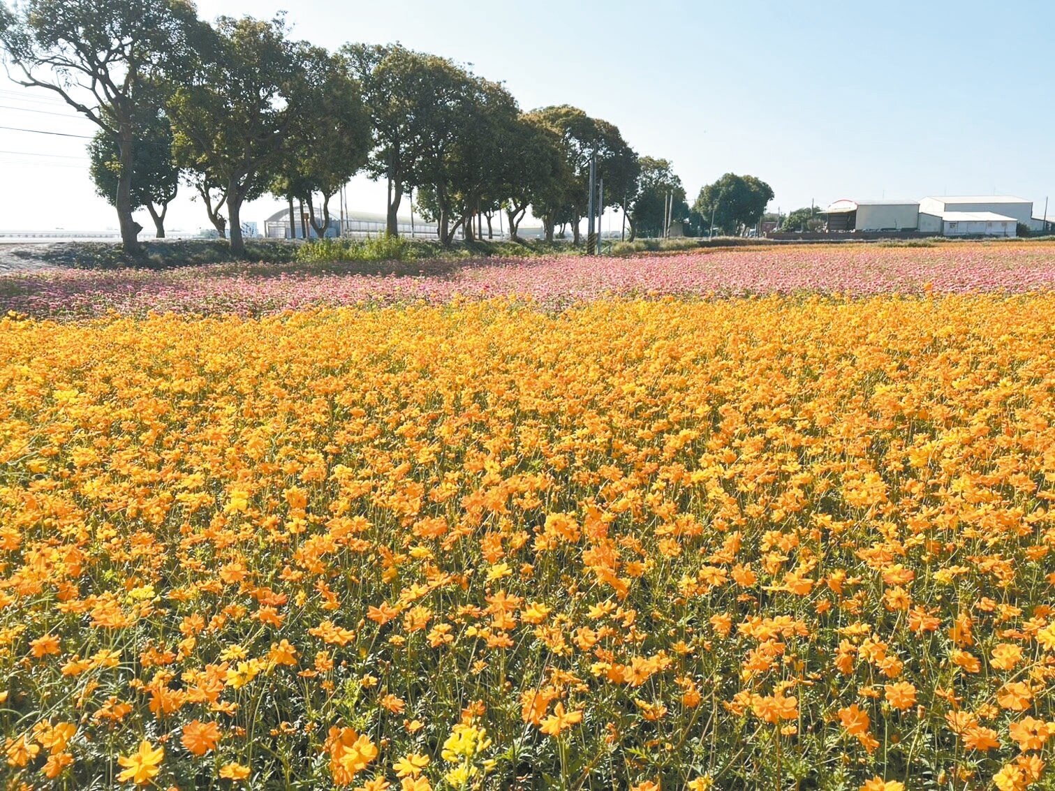 雲林縣莿桐鄉花海節將於21日開幕,孩沙里花海目前已花開7成。記者陳雅玲/攝影