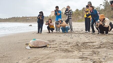 屏東海洋生物館18日將1隻綠蠵龜裝設發報器，並野放回台東縣卑南鄉杉原海域。（蔡旻妤攝）