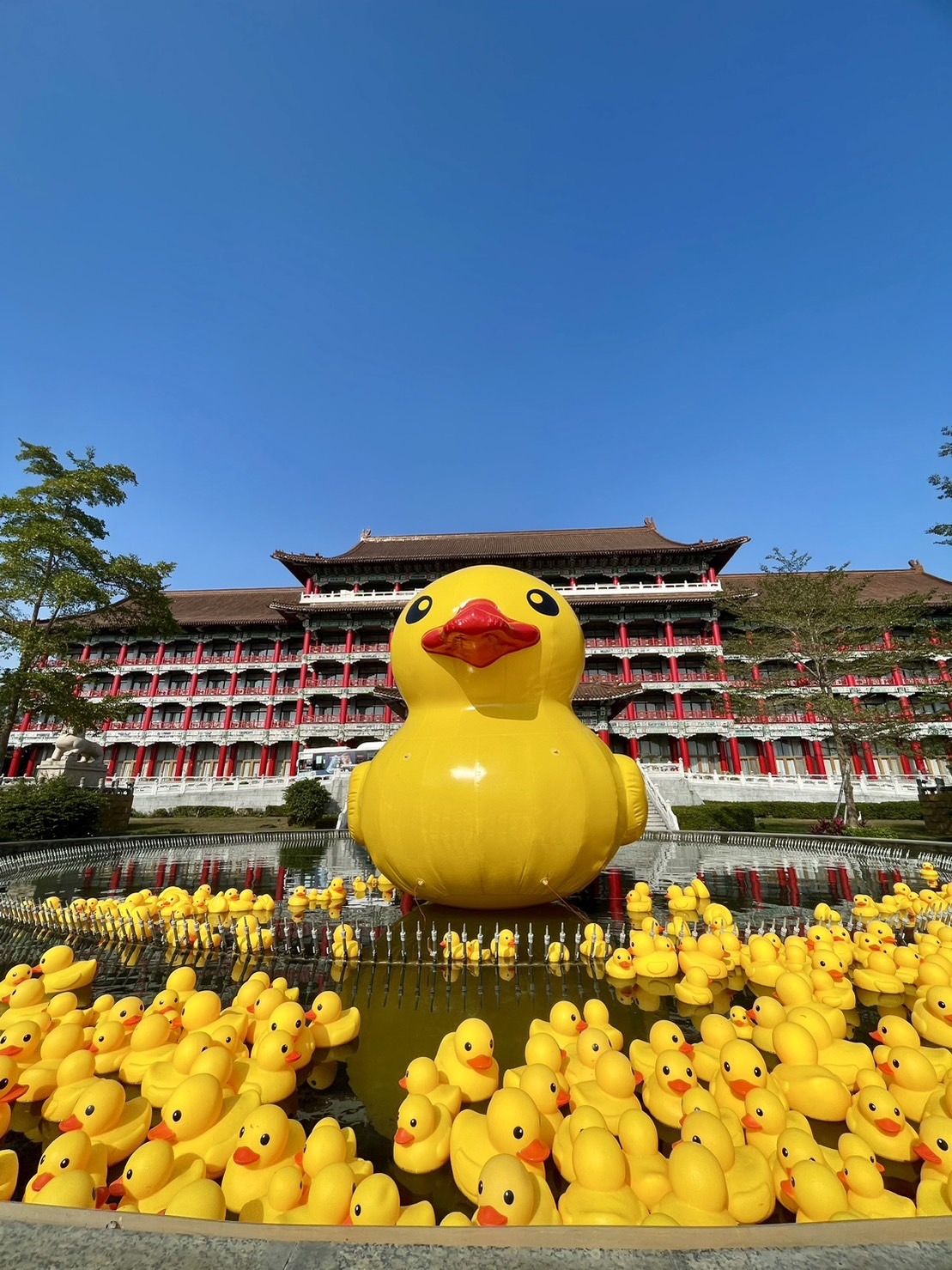 「黃色小鴨」旋風再度襲捲高雄，高雄圓山飯店在戶外水池擺上500隻小鴨，成為熱門打卡點。記者王昭月／攝影 