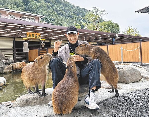 鹿爺爺農場的水豚和遊客互動親暱。圖/鹿爺爺農場提供