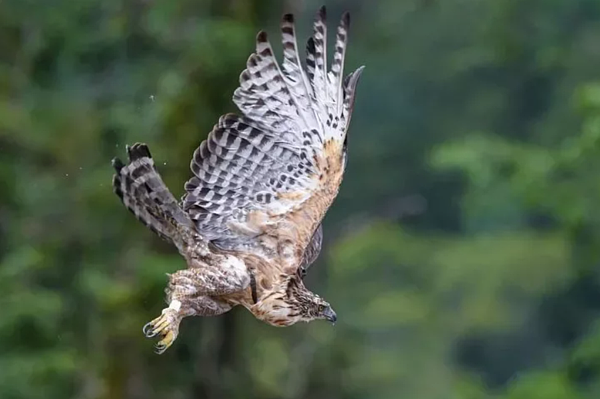 何姓男子在玉山塔塔加拾獲兩支熊鷹羽毛並網拍，遭判刑6個月。圖／玉管處提供