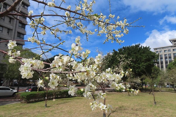 奇岩4號綠地白梅盛開。圖／台北市公園處提供