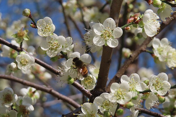 奇岩4號綠地白梅盛開。圖／台北市公園處提供