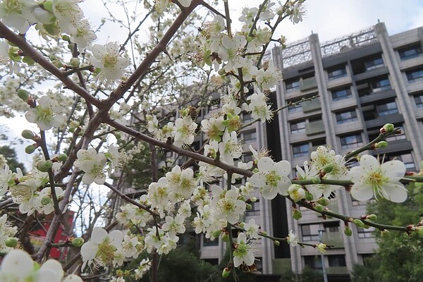 奇岩4號綠地白梅盛開。圖／台北市公園處提供