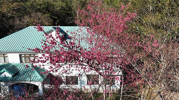 奧萬大去年8月因卡努風災受創,歷時5個多月重建,2月1日開園,採總量管制入園,門票半票100元優惠。(林保署南投分署提供/楊靜茹南投傳真)