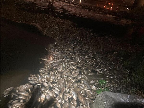 台灣科慕公司桃園觀音廠鹽酸管線破裂，上萬隻魚死亡，桃市府派員協助清理魚屍。（環保局提供／蔡明亘桃園傳真）