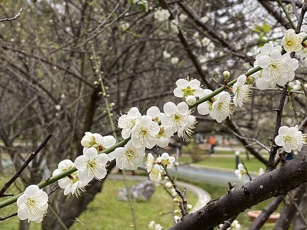 1月漫遊榮星花園 「梅」開眼笑