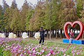 台南六甲落羽松紅了！　加碼2.5公頃絕美花海