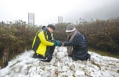 最強寒流發威　陽明山、烏來飄雪了