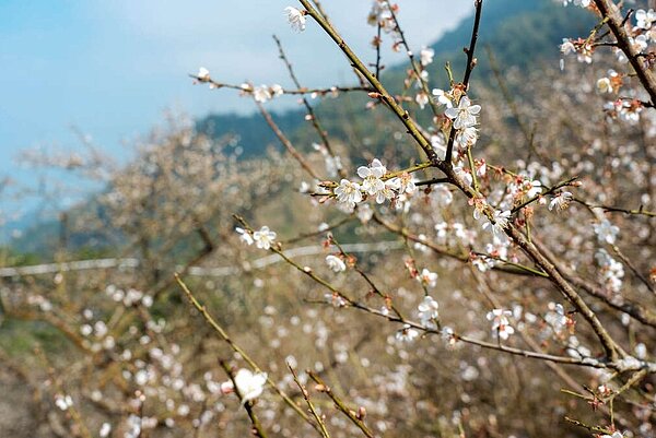 寒流發威,楠西梅嶺梅花更加盛開。圖/擷取自台南旅遊網