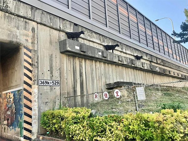 有網友在鳳山拍到3隻黑羊站上高速公路邊坡奇景,引起熱議。圖/翻攝自「路上觀察學院」臉書粉專