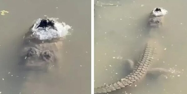 美國北卡羅來納州的沼澤公園(Swamp Park)一隻鱷魚在結冰的湖面下為了呼吸,全身僅露出鼻孔在水面。圖/取自TikTok(@2guysandsomeland)