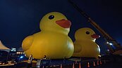 黃色小鴨荷蘭創作者「10年後重遊高雄」　2隻小鴨盼帶來DOUBLE歡樂