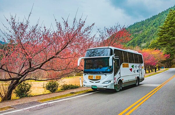 今年度武陵櫻花季將於2月8日至2月29日登場,歡迎民眾多利用大眾運輸前往賞櫻。圖/台中市府提供