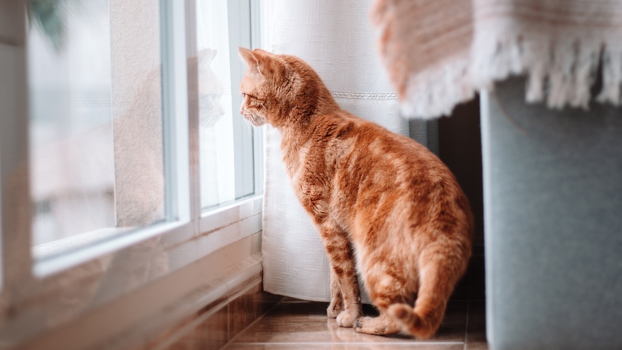 ▼有網友建議原PO可以養寵物，讓家裡變得熱鬧也可以排遣寂寞。（示意圖／取自<a href="https://pixabay.com/photos/cat-pet-animal-domestic-cat-feline-5627808/"><span style="color:#000000;">pixabay</span></a>）