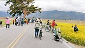 池上油菜花海　迎春節遊客高峰