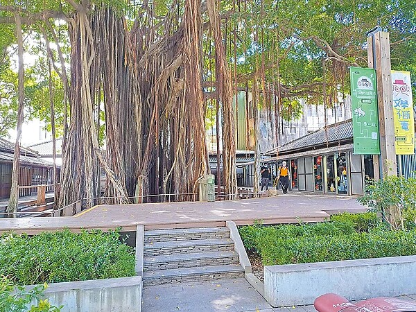 位於台中市西區樂群街46巷1號的老榕樹,已成為台中文學館園區的重要景觀。圖/台中市農業局提供