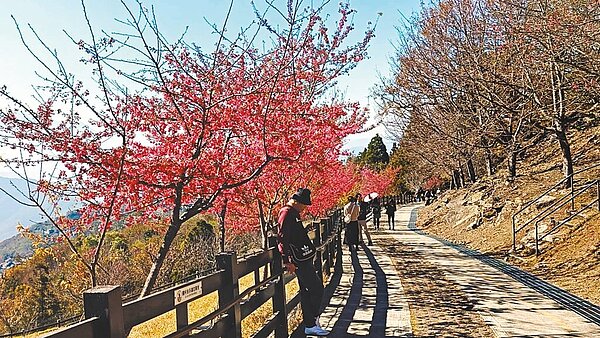 南投縣仁愛鄉清境農場種植數百株各種櫻花,率先登場的緋寒櫻已花開約8成,呈現嫣紅盛放的景象,美不勝收。圖/清境農場提供