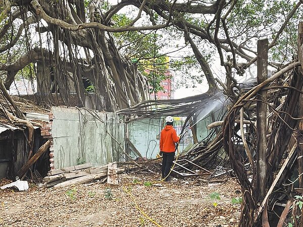 台中市大甲火車站旁受保護榕樹3年前感染褐根病,經農業局噴藥治療,目前全株生長良好。圖/台中市農業局提供