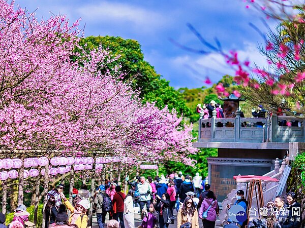 年節走春賞櫻 淡水天元宮三色櫻粉嫩登場