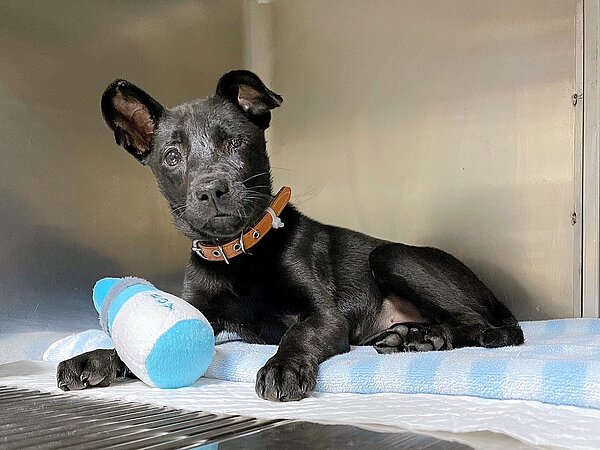 小黑狗救治後仍僅剩單眼。圖／動物保護防疫處提供