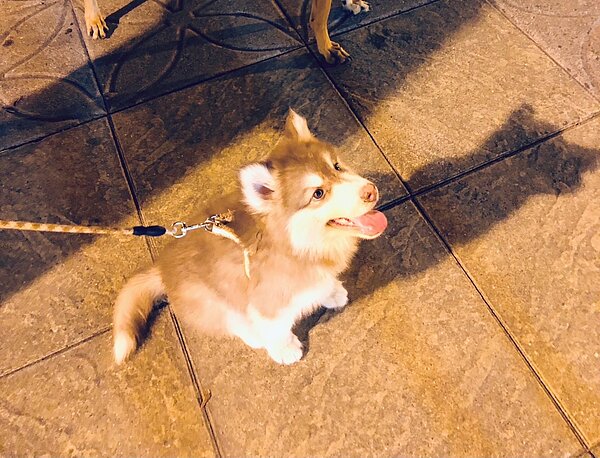 幼犬活潑好動更應該繫緊牽繩。圖/動物保護防疫處提供