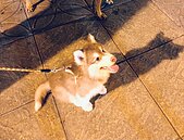 飼主注意！小狗未繫繩「被撞瞎」　動保處沒入開罰