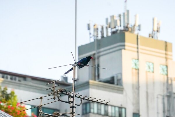 瓦磘溝附近發現臺灣藍鵲身影。圖／新北水利局提供