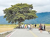 春節遊台東　疏運、搭車優惠報你知