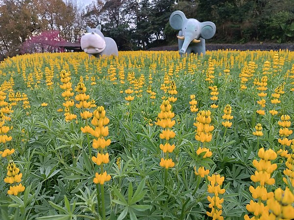 在文山區樟樹步道明鏡池旁、晃腳亭周邊，種植四季多變的步道花景，包括黃澄澄的魯冰花。圖／北捷提供