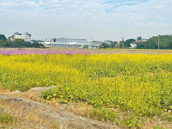 台中霧峰區高達7成土地被畫入國土計畫「農業發展地區」，預期未來限制嚴格，變更困難，引發農友抱怨。（市議員李天生提供／馮惠宜台中傳真）