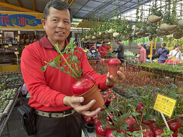 田尾鳳凰花園負責人許再生說,櫻桃蘿蔔大顆的才80元,讓春節喜氣一百分。記者林宛諭/攝影