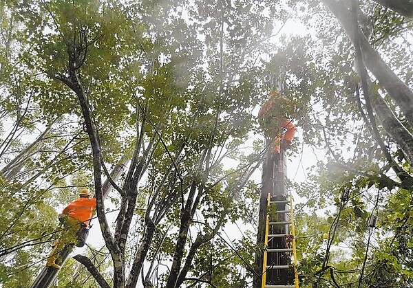 桃園市復興區時常跳電、停電惹民怨，台電桃園區處說明，將於3月15日前完成山區電線、設備全面巡檢，台電也會督導樹竹修剪承攬商做好修剪後的殘枝善後工作。圖／台電桃園區處提供