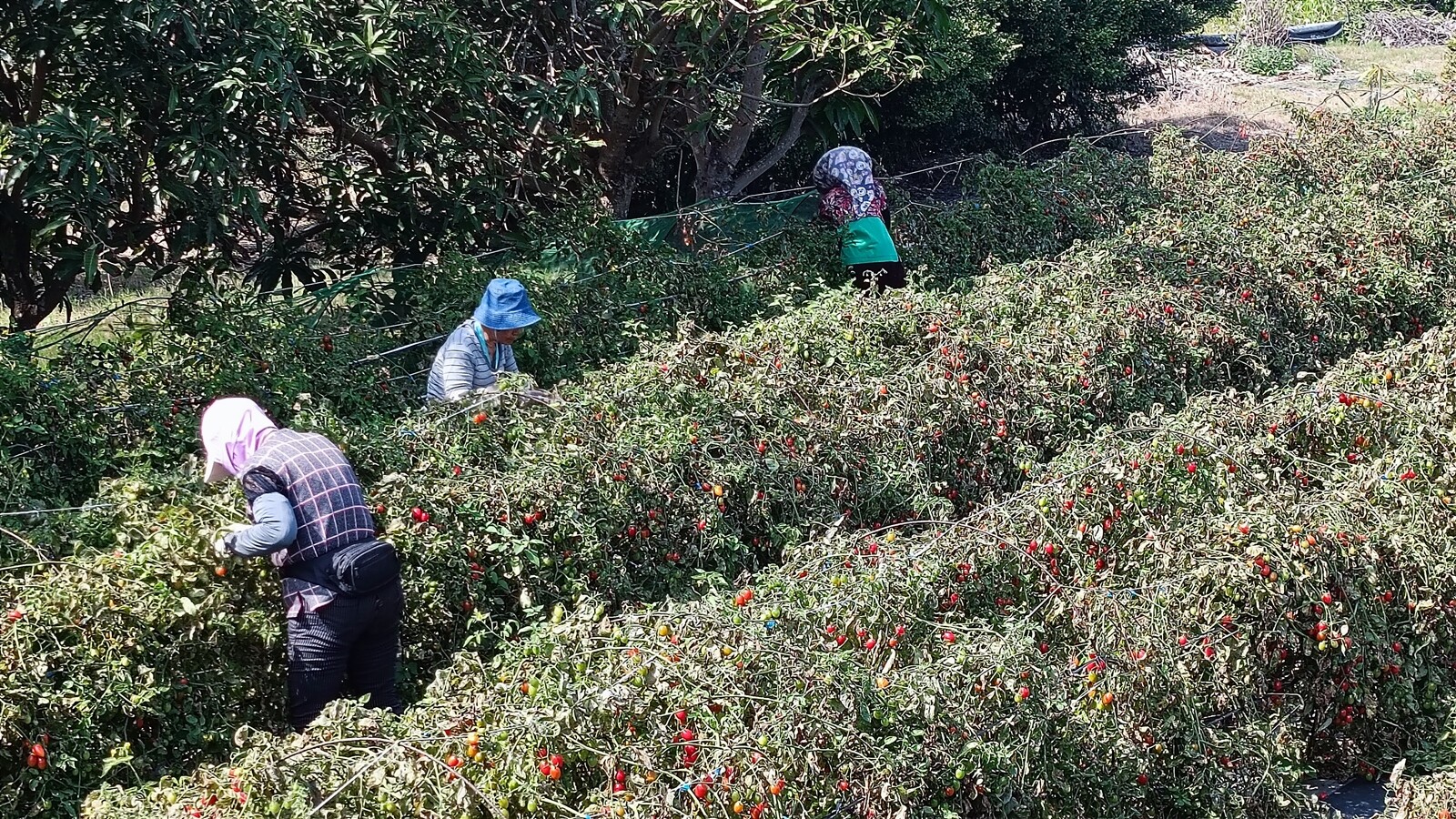 台南鹽水鹽地番茄品質優，20年來面積減半以上，人力短缺是主因。記者謝進盛／攝影 