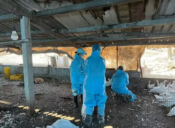 雲林縣動植物防疫所人員今天主動發現元長鄉一戶人家飼養的120隻肉鴨確診H5N1,已完成撲殺作業及戶所內外清潔消毒。圖/雲林縣政府提供