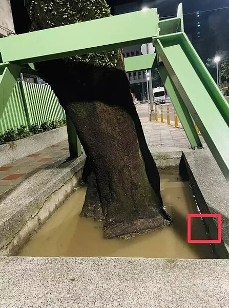 北市文山區試院路一株受保護的朴樹，被里長及居民發現，花台樹穴每逢下雨就會積水。圖／華興里長陳峙穎提供
