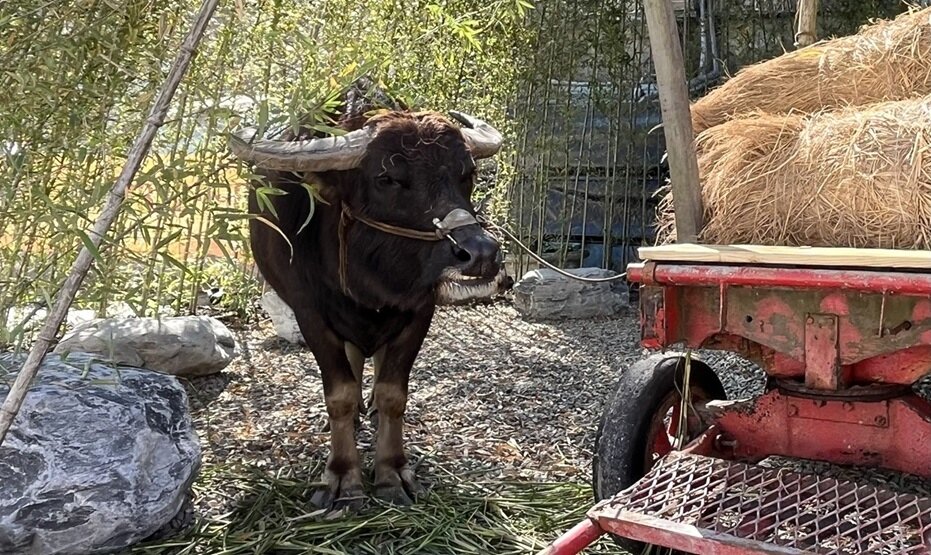 ▼鄉林建設位於台北市中山區的都更案「鄉林中山賦」記者會現場,專程從宜蘭找來水牛。(圖/<a href="https://house.ebc.net.tw/" target="_blank">EBC地產王</a>張琬聆攝)