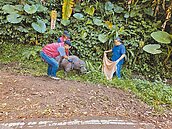 縱放大黑豬再棄養　新北罰飼主3.3萬元