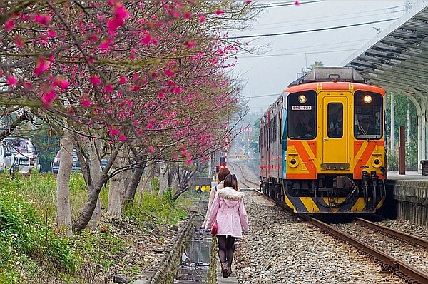 台鐵內灣支線從橫山車站到合興車站沿線種植不少櫻花，形成美麗的鐵道賞櫻景點。圖／竹縣府提供
