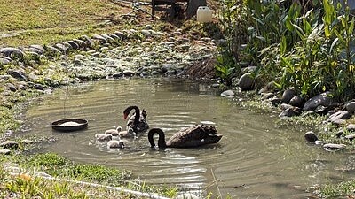 中市秋紅谷新生黑天鵝寶寶。圖／台中市建設局提供