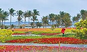 台東成功花海走春　聽濤賞美景