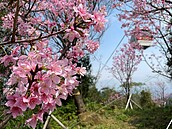 最強走春行程！盤點北市環湖、登山步道　傳說中的龍穴在「這裡」