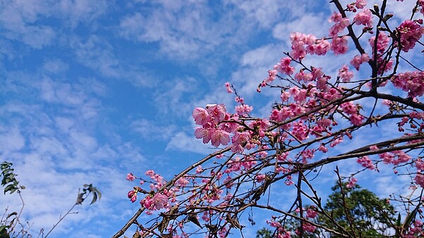 青山路櫻花。圖／新北市政府提供