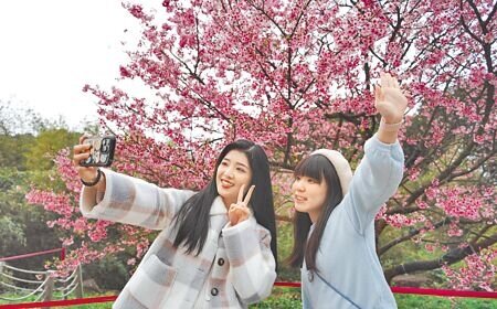 
新北市淡水天元宮是北台灣著名賞櫻景點，每逢花季都有許多遊客前往賞花，並留下美照紀念。（呂健豪攝）
