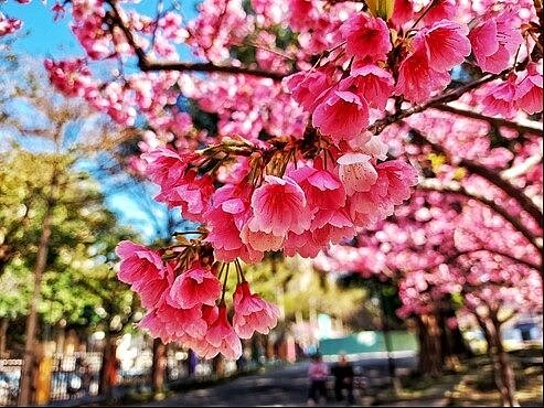 台北自來水事業處推出自來水園區春節活動,園區內河津櫻、吉野櫻與八重櫻接續綻開。圖/台北市政府提供