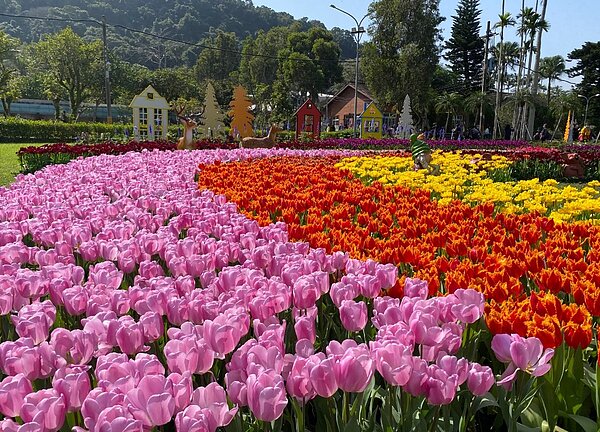 士林官邸鬱金香展即將登場,展期為113年2月22日至3月3日。圖/台北市政府提供