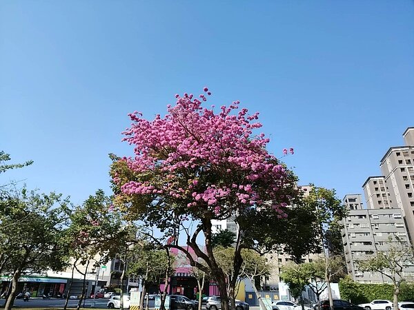 台中多處洋紅風鈴木強勢報到。圖／台中市建設局提供