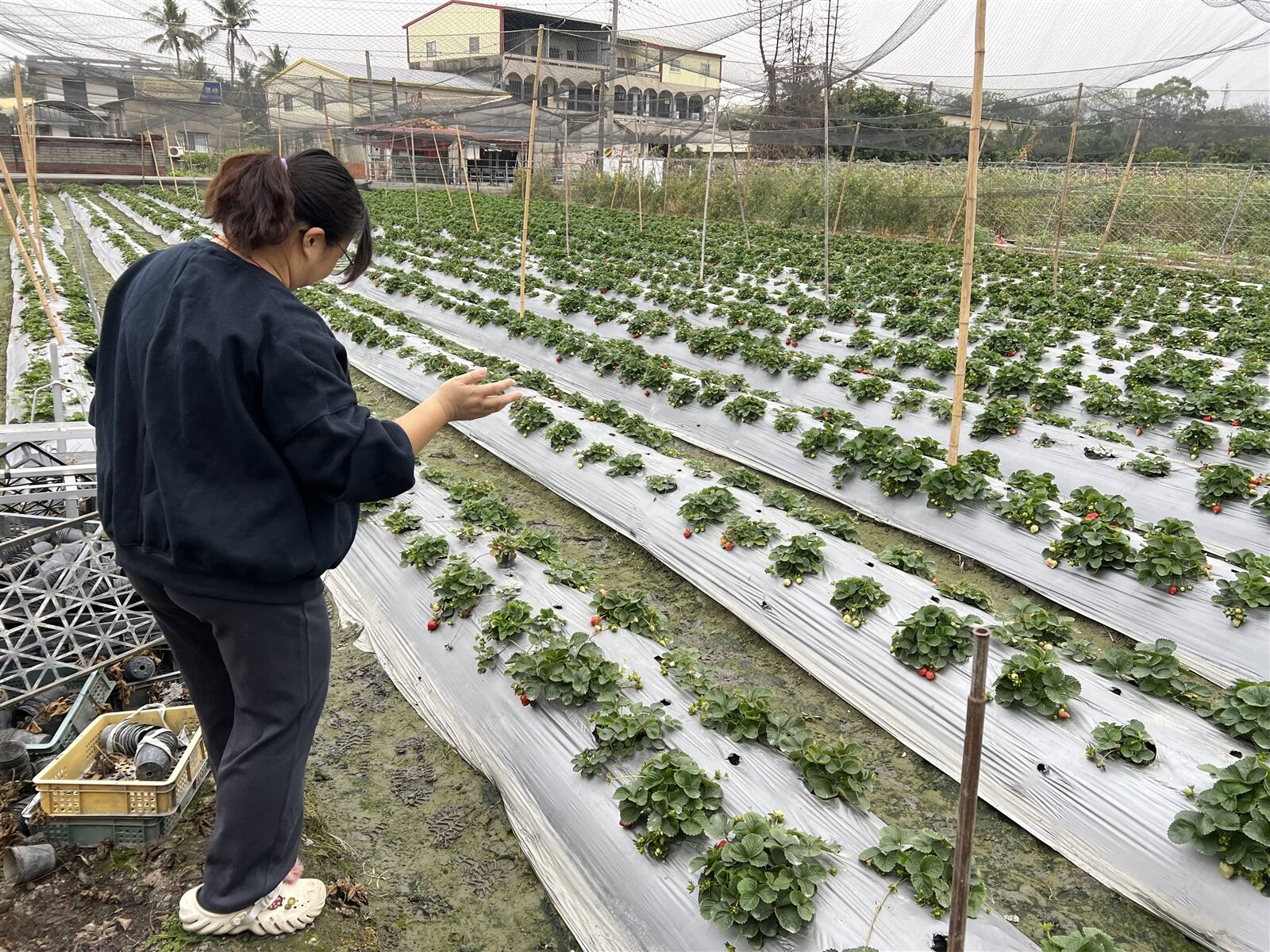 今年草莓價格創新高，讓小偷覬覦，雲林縣林內鄉多處果園傳出遭竊。記者陳雅玲／攝影 