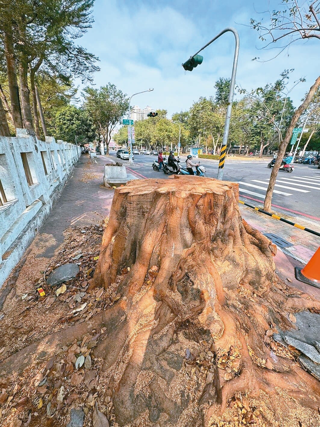 高雄市中正高工近期進行通學步道改善工程，砍除10多棵大樹，其中被喻為「神木級的菩提樹」只剩樹頭，引發護樹團體質疑。記者徐如宜／攝影 