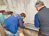 復村圳變牛奶溪　排廢工廠最高罰300萬